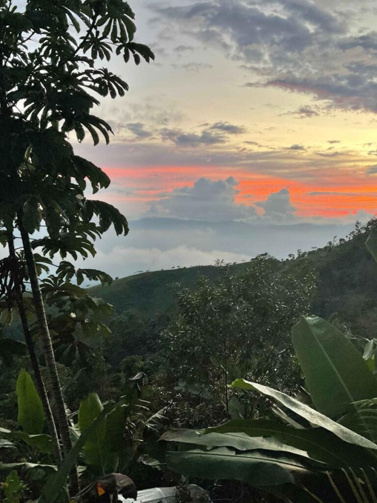 Jungle Awakening — Dharma Vida