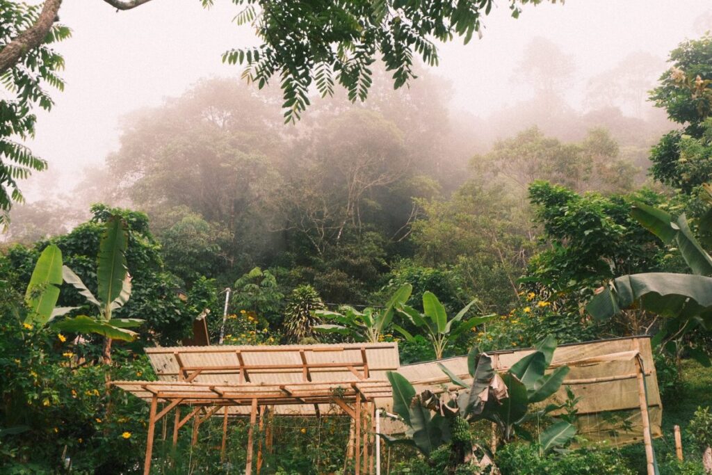 Jungle Awakening — Dharma Vida