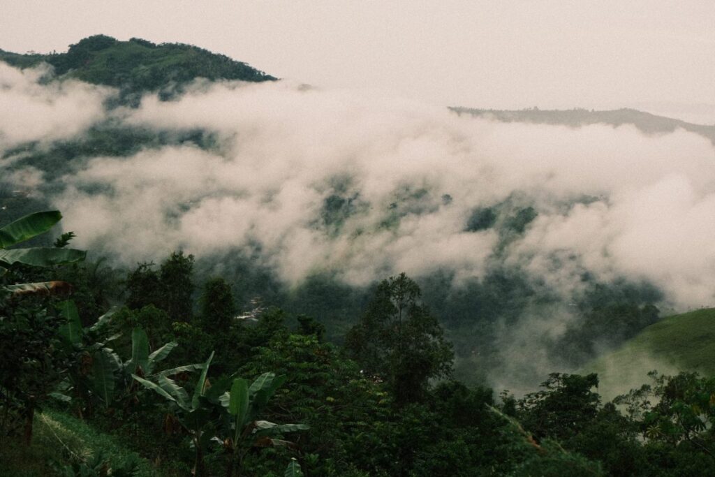 Jungle Awakening — Dharma Vida