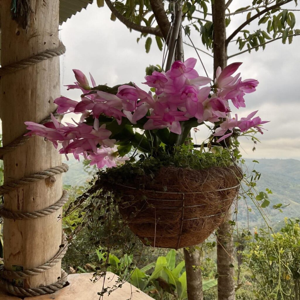 Jungle Awakening — Dharma Vida