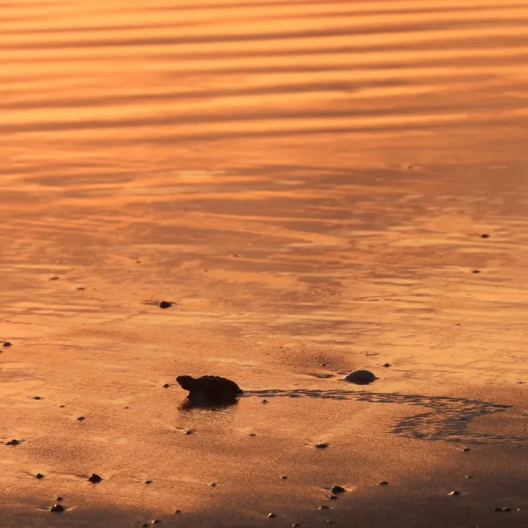 Newly hatched sea turtle on a Costa Rican Pacific beach during turtle season