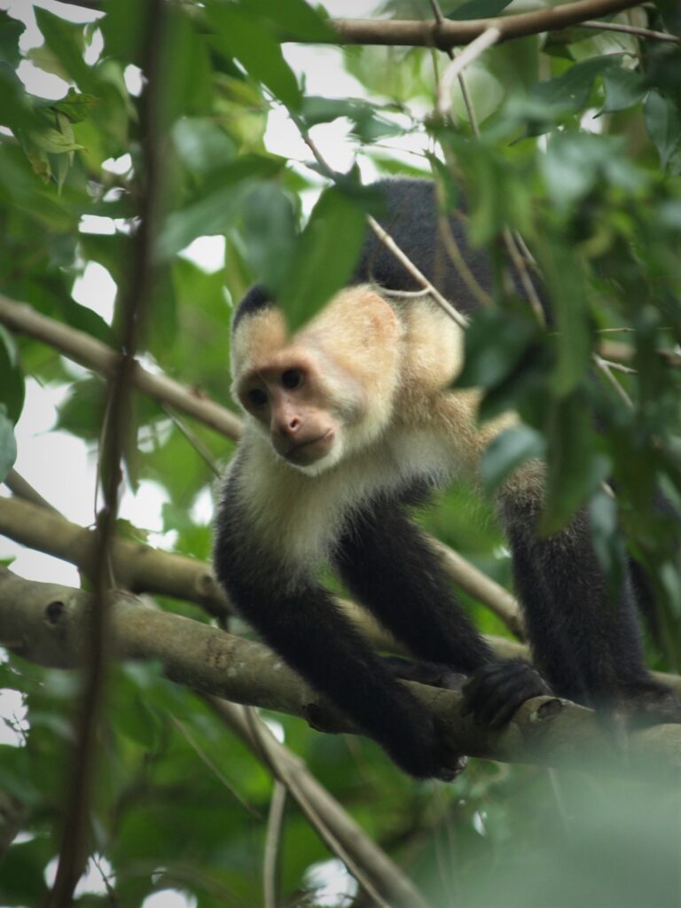 Capuchin monkey in the Costa Rican jungle