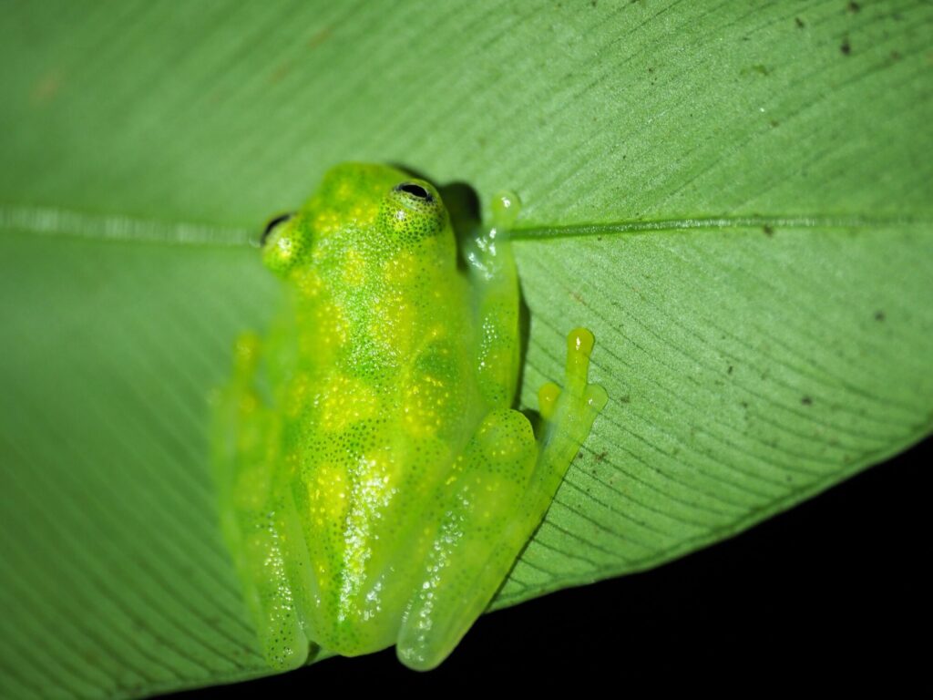 Glass frog in the Costa Rican rainforest
