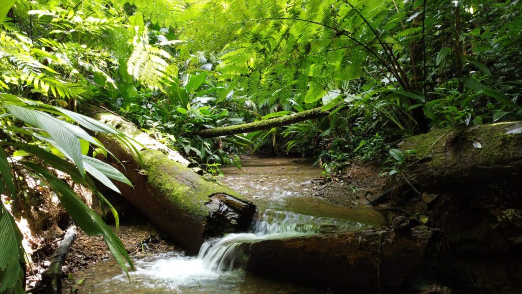 Guided jungle hike on the Hacienda finca, Costa Rica