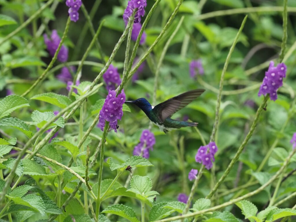 Hummingbird in Costa Rica