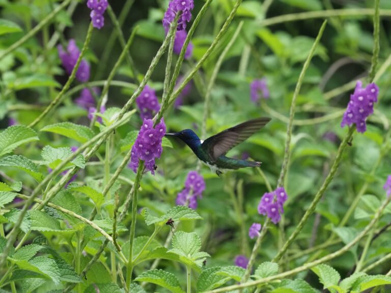 Hummingbird in Costa Rica