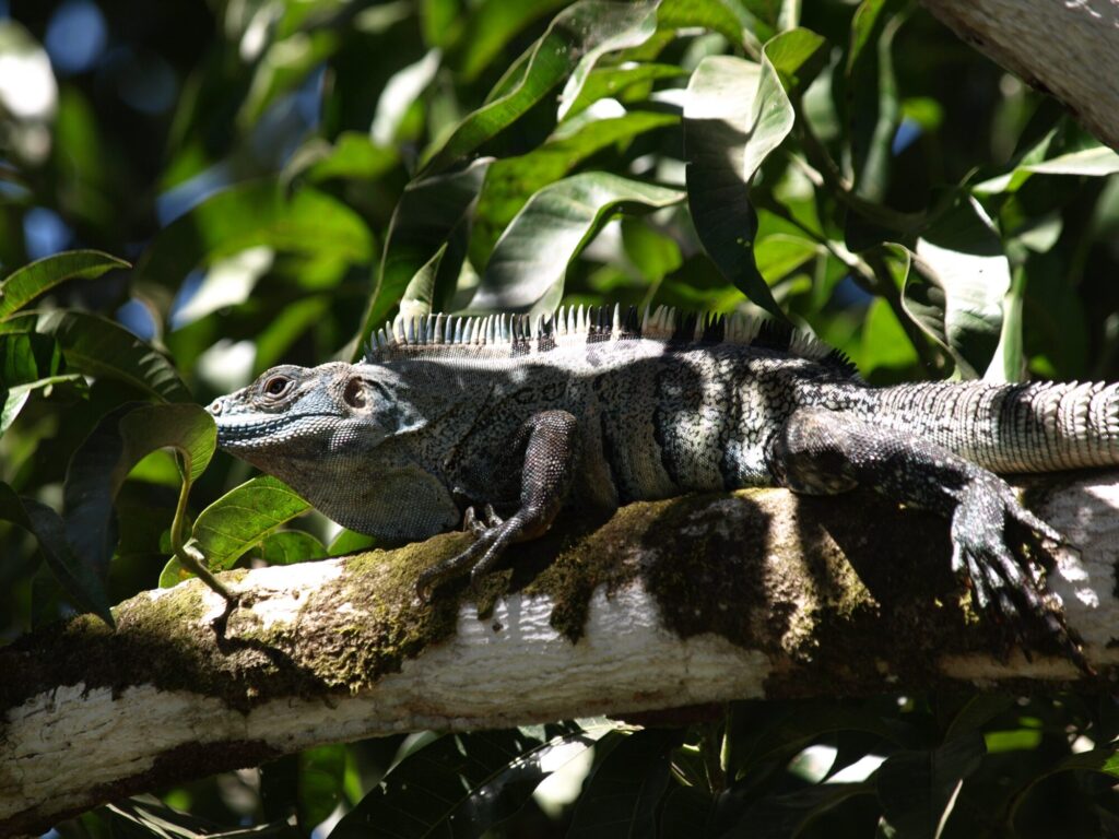 Iguana in the Costa Rican rainforest