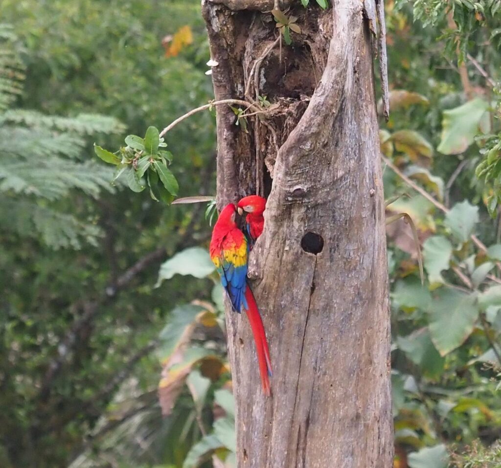Pair of scarlet macaws in Costa Rica