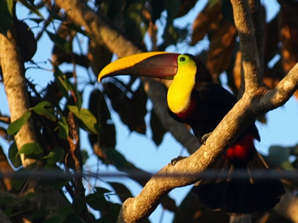 Toucan in the Costa Rican rainforest