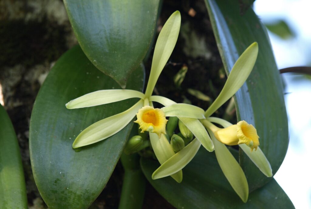 Vanilla orchid flower at the Costa Rica yoga retreat