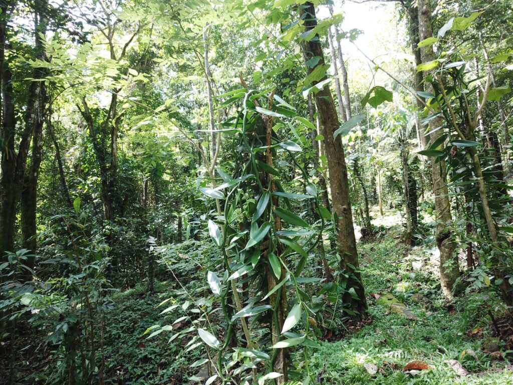 Vanilla plantation at Hacienda Las Vainillas, Costa Rica