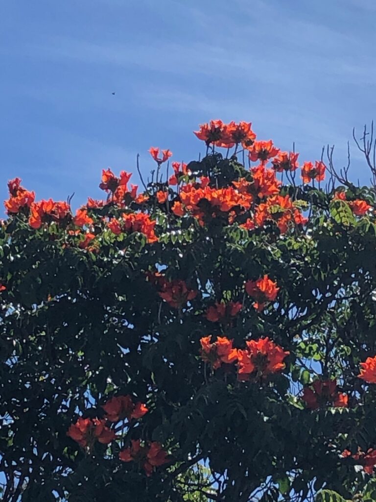 Flame tree in full red bloom against a blue sky, Costa Rica