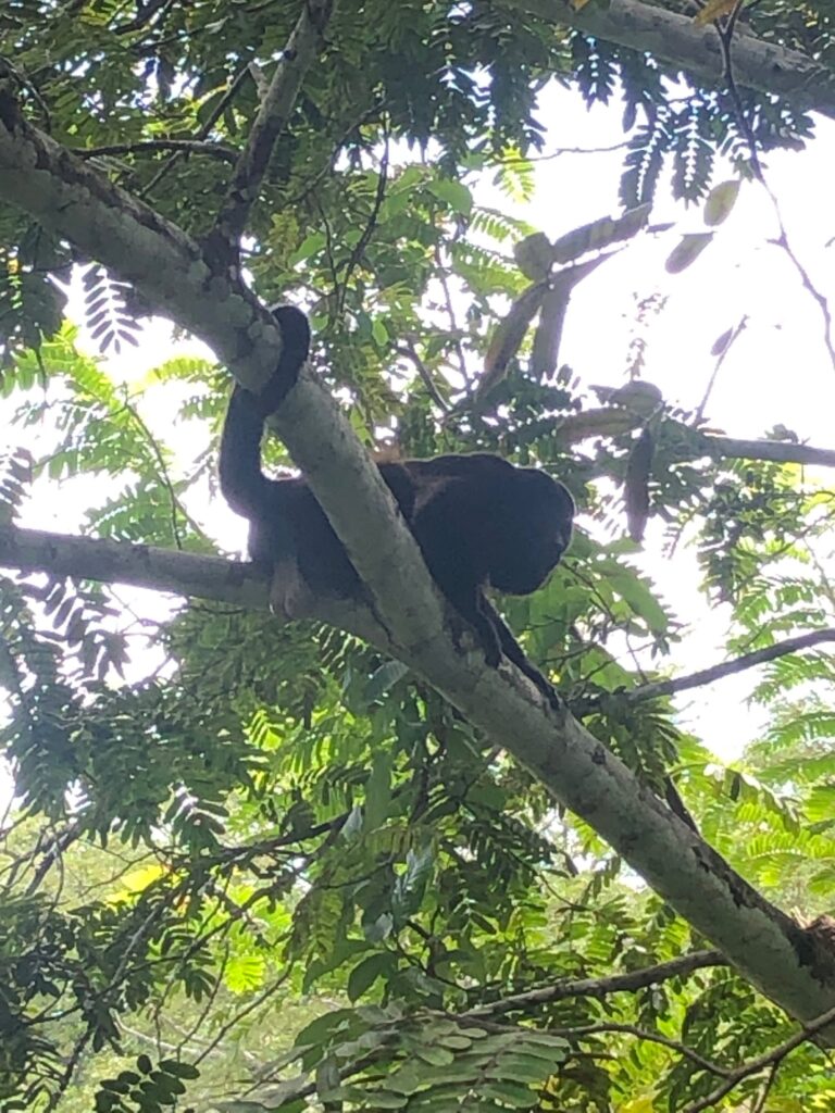 Howler monkey resting in a tree near Calamocha Lodge, Costa Rica