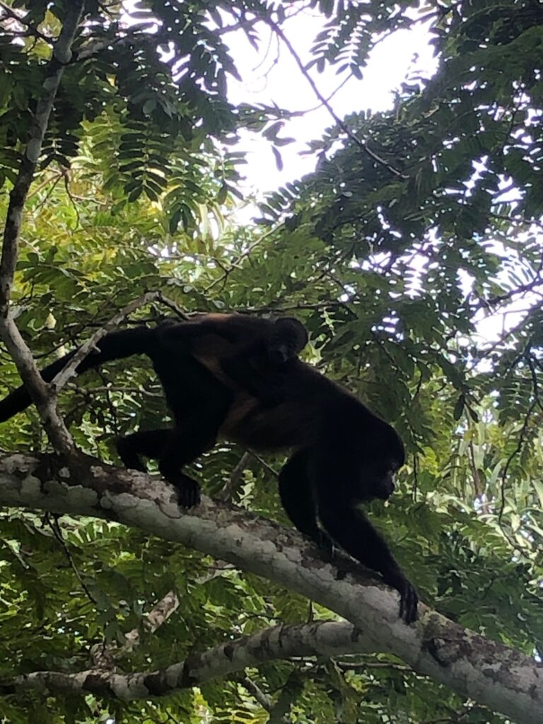 Howler monkey walking along a branch in the dry forest, Nicoya Peninsula, Costa Rica