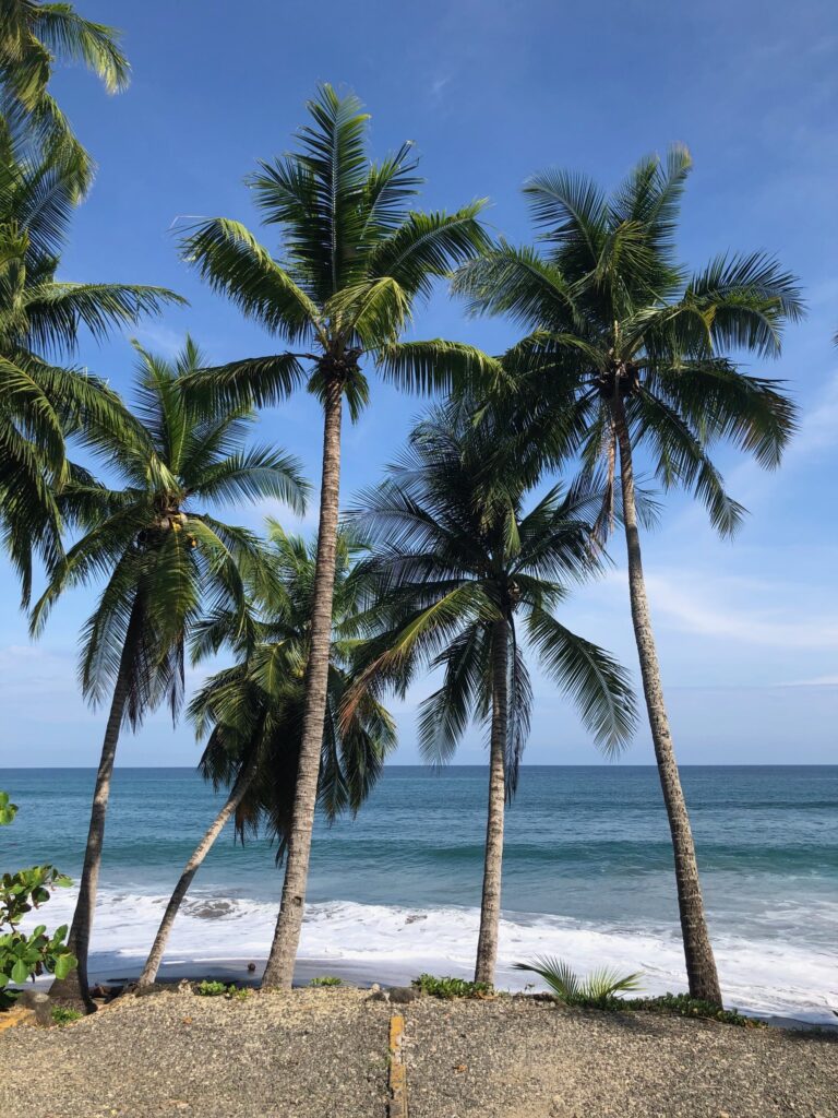 Coconut palms lining a wild Pacific beach near Manzanillo, Costa Rica