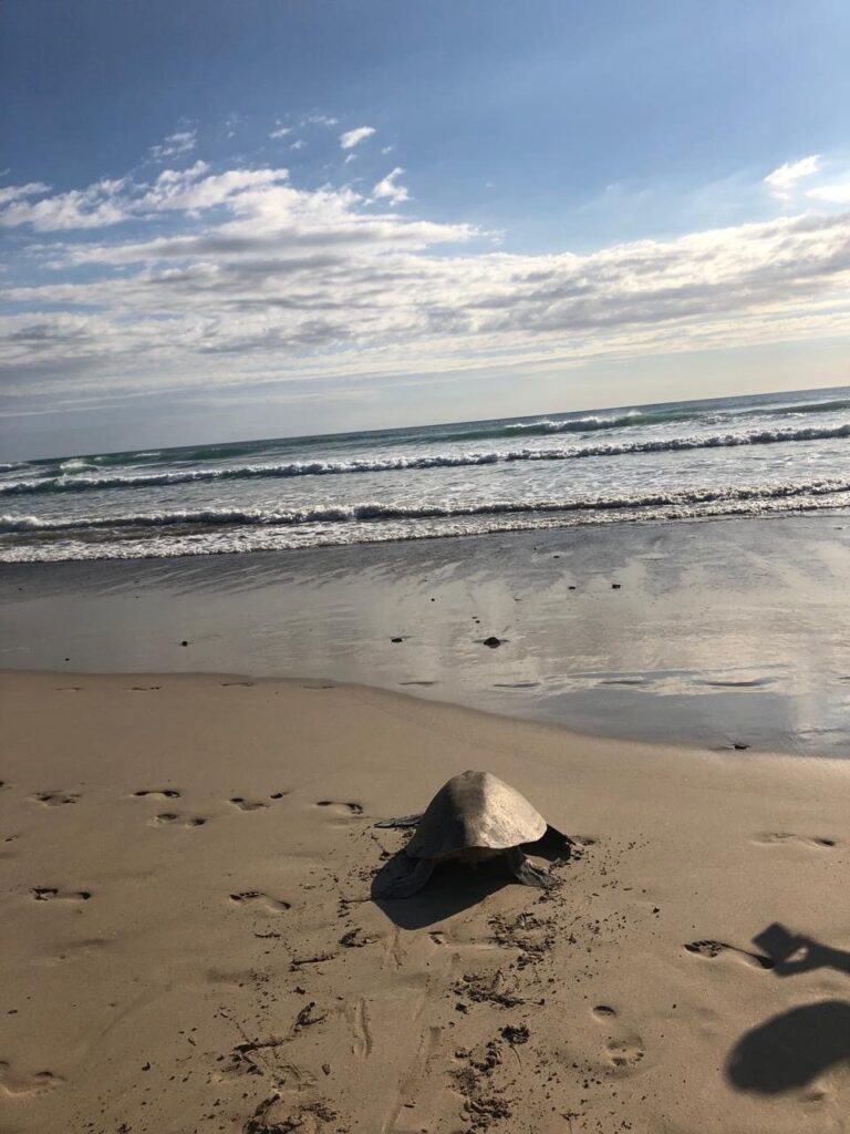 Sea turtle on the sand of a Pacific beach on the Nicoya Peninsula, Costa Rica