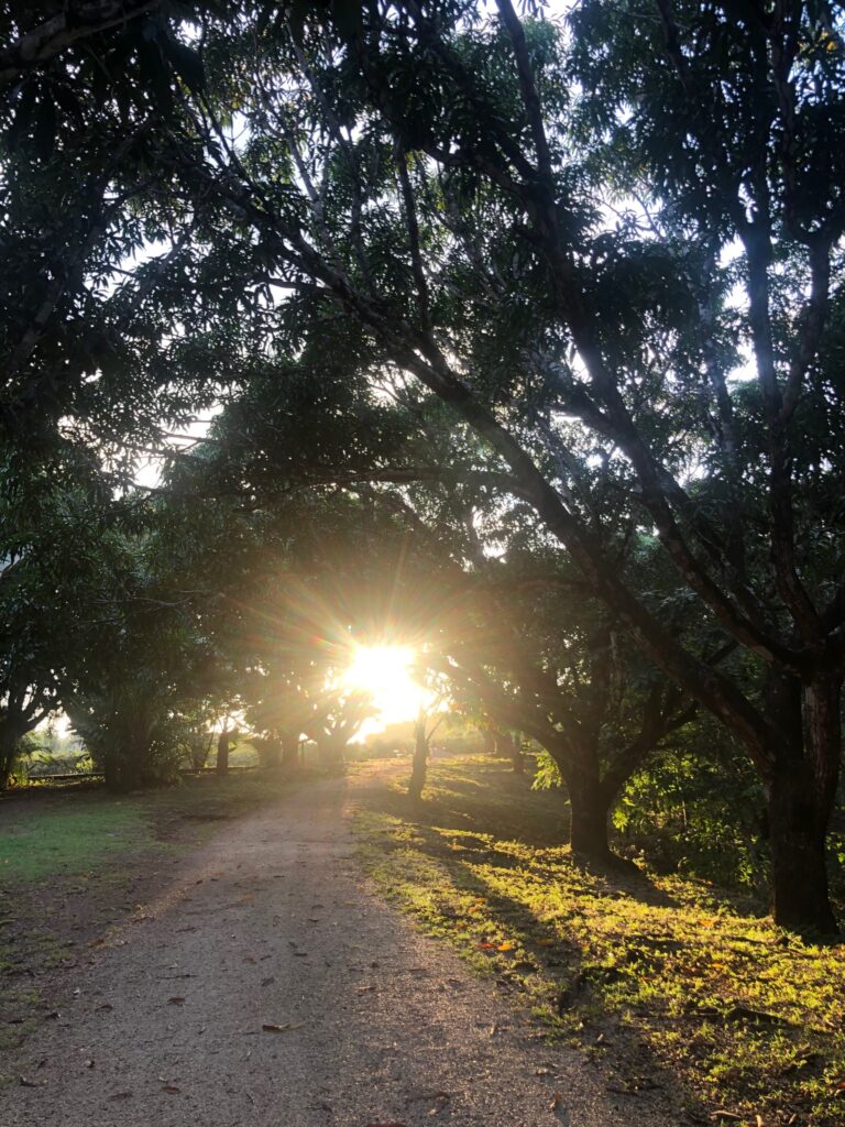 Sunrise through a tree-lined path, Nicoya Peninsula, Costa Rica