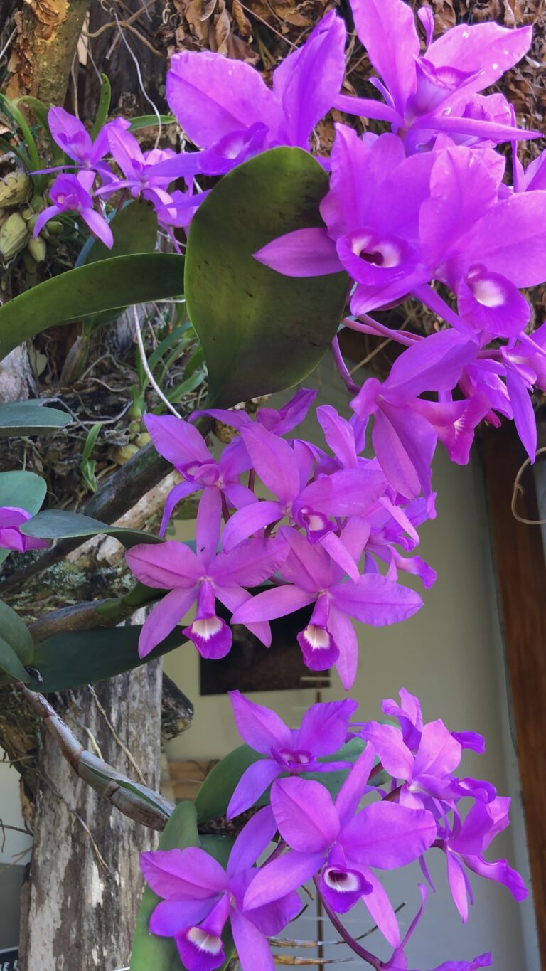 Purple orchids blooming in the garden, Calamocha Lodge, Costa Rica