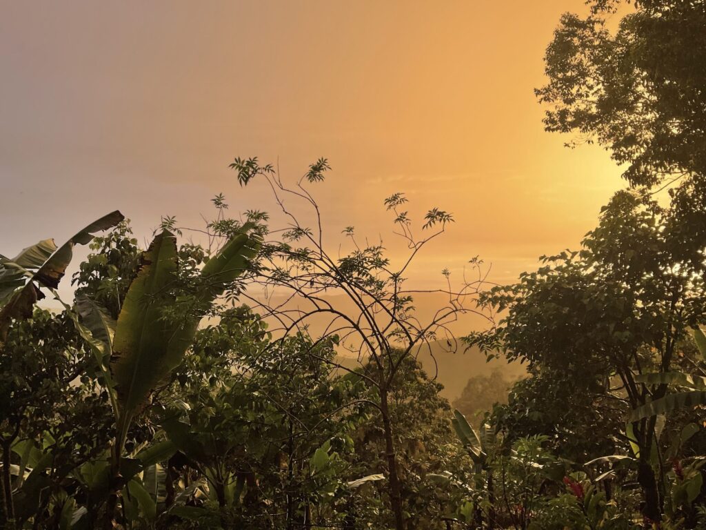 Golden sunset through the forest, Dharma Vida, Costa Rica
